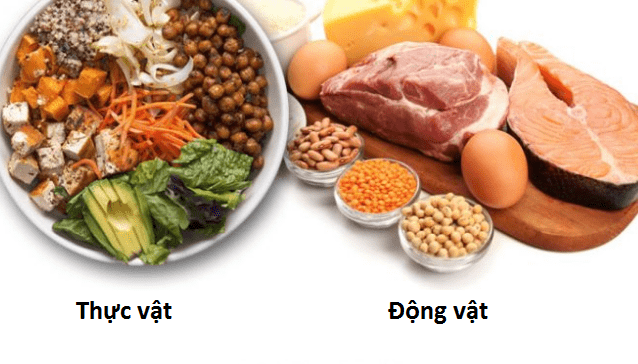bot-protein-thuc-vat